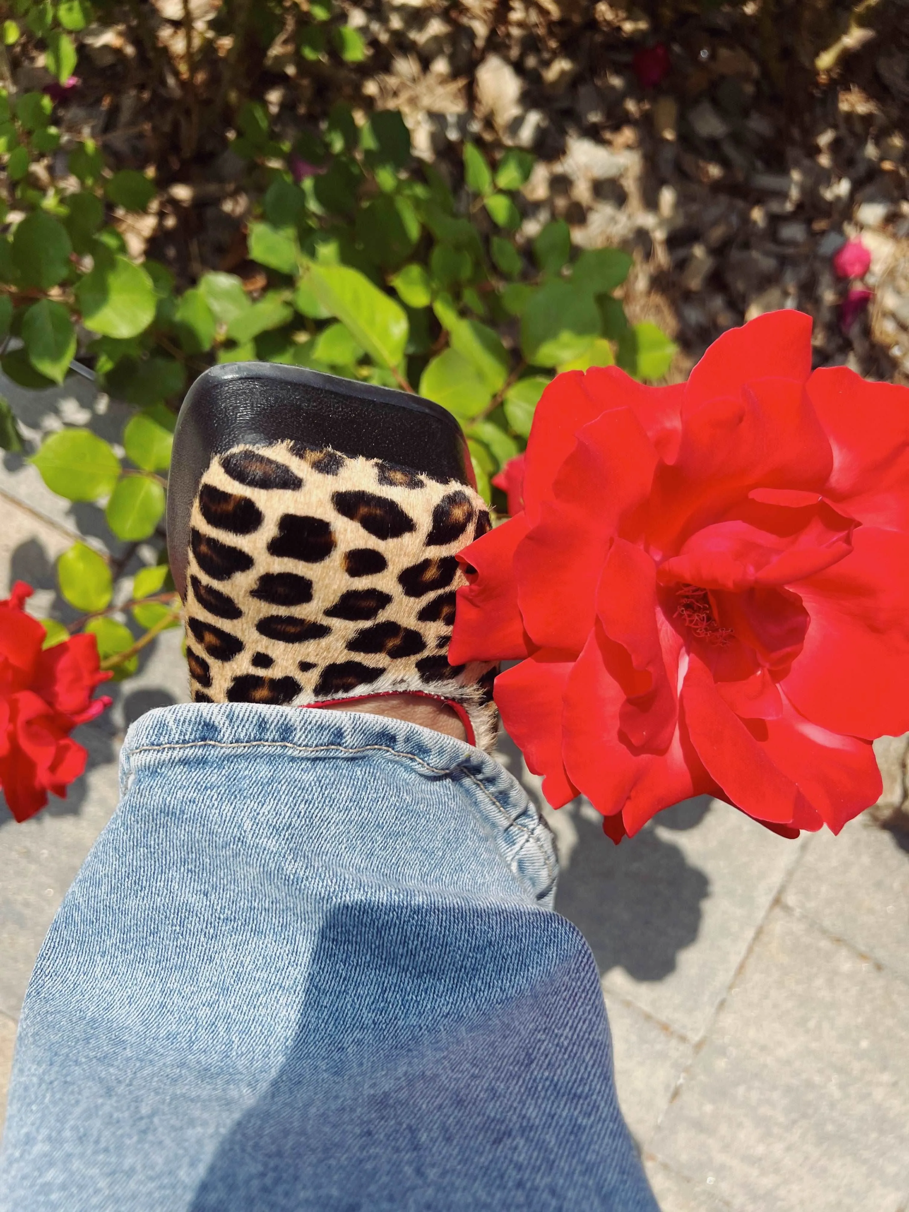 Rael platform_leopard